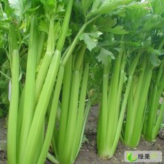 河北昌黎美国西芹：老刘果刘树旺