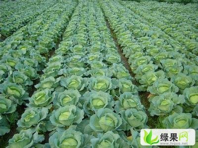 绿源价格