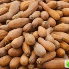 四川雁江密本2号南瓜：临江镇李伯元