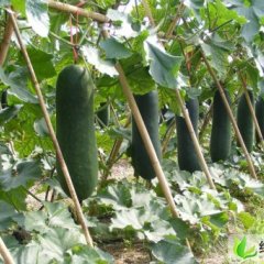 江苏大丰铁冠军冬瓜：方强镇陈建非