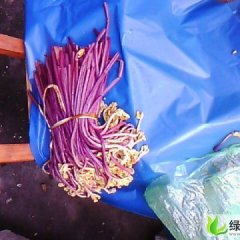 广西南丹蕨菜：八圩乡兰成明