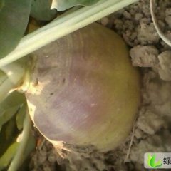 江苏沛县芥菜疙瘩：丰沛交刘真权