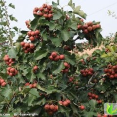 山东临沂大金星五棱棉球山楂树苗