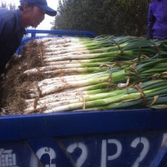 山东昌邑章丘大葱：大章蔬程林