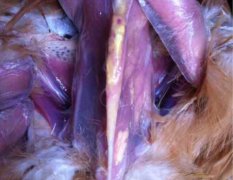 怎么样治疗鸡群传染性滑膜炎？