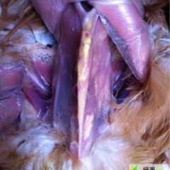 怎么样治疗鸡群传染性滑膜炎？