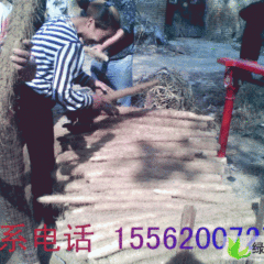 曹县九斤黄山药大量上市，红皮铁棍山药生产厂