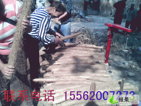 铁棍山药价格