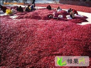 辽宁锦州红太阳、鲁红6号、六寸红大量上市