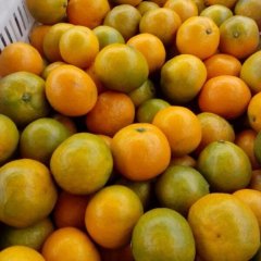 湖北点军宜昌蜜桔：车溪三刘运涛