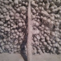 河北临漳白玉山药：孙雪涛