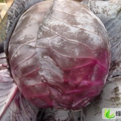 河南新野紫甘蓝已大量上市