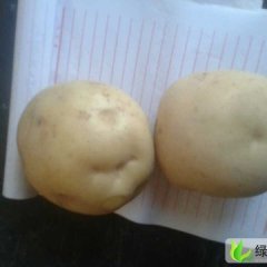 甘肃安定黄土豆