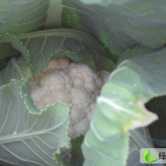 湖南浏阳中甘21甘蓝：北盛镇张添勇