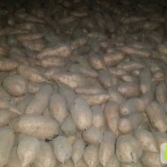 河北元氏燕薯14：苏阳乡李凤奎