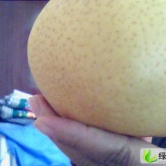 陕西大荔晚秋黄梨：范家镇史赵锋