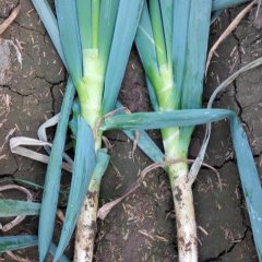 山东坊子天光一本：黄旗堡李华强