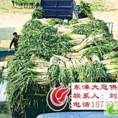 河南新野长白大葱：豫新大葱供销地