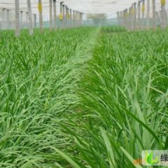 河北滦南平韭6号韭菜：胡各庄王泽鹏