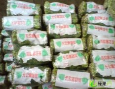 山东东昌府大叶菠菜：于集镇高杰