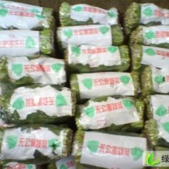 山东东昌府大叶菠菜:于集镇高杰