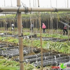 广东番禺黑皮甘蔗：南沙区郭先生