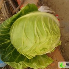 湖北钟祥绿球：钟祥胡