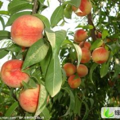 北京大兴庆丰桃：庞各庄潘振海