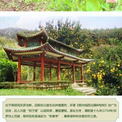 北京广西—柳城蜜桔：庞各庄潘振海