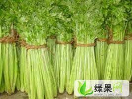 山东聊城芹菜上市了