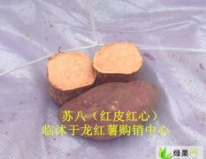 山东临沭苏薯8号：青云镇孟琳