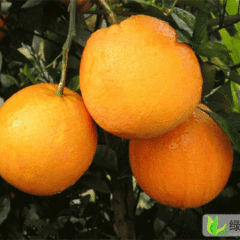 湖南麻阳湖南麻阳纽荷尔脐橙：高村镇陈功才