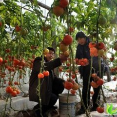 山东泗水硬粉：杨柳镇张荣晓