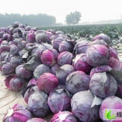 河南新野紫甘蓝：城郊乡姚江凡