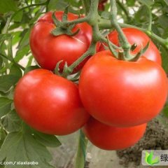 山东沂南齐达利：阳都蔬汪总