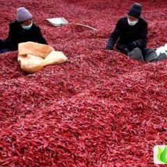 辽宁凌海新一代朝天椒：右卫镇东润