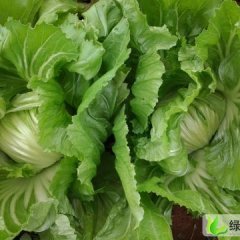 广西横县包心芥菜：云表镇宁建运