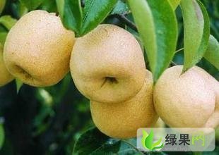 陕西大荔范家镇冷库酥梨 价格行情