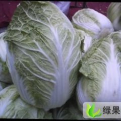 甘肃甘州青杂三号：南关王荣