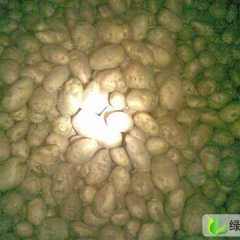 内蒙古四子王旗克新一号：鲁红道郭建华