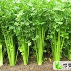 山东东昌府法国皇后：钱昂柳清华