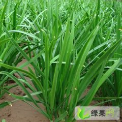 辽宁凌海 富生韭菜：建业乡李建宇