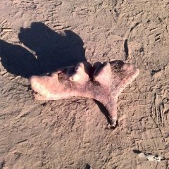 河北保定清苑县灵芝山药大量销售中