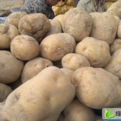 甘肃大白花豆价格稳中偏降