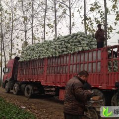 湖北沙洋米亚罗贱卖0.30上车欢迎酱菜厂致电