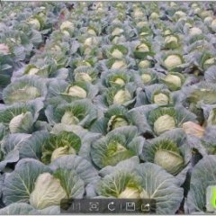 湖北沙洋旺旺、米亚罗：七里湖张