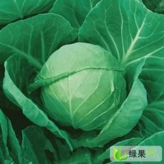 河南新野小詹各种包菜白菜