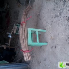 大量收够。九斤黄山药