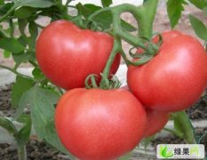 山东费县万亩冬暖式大棚西红柿现已大量上市