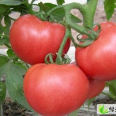 山东费县万亩冬暖式大棚西红柿现已大量上市